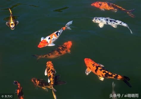 夢到魚池很多魚|周公解夢之（夢見魚）